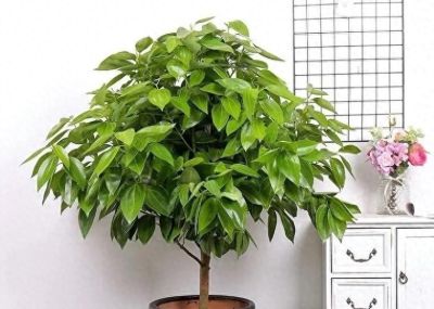 老人说，家养“8种树”，家中就会富，不是迷信，真的是作用很大 - 今日头条