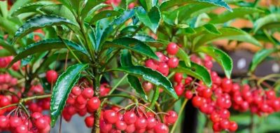 老人说，家养“8种树”，家中就会富，不是迷信，真的是作用很大 - 图画吧TUHUABA