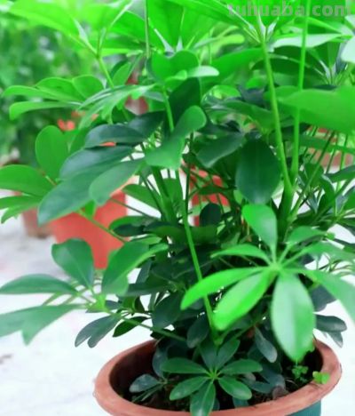 老人说，家养“8种树”，家中就会富，不是迷信，真的是作用很大 - 图画吧TUHUABA