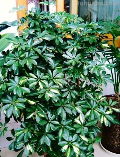 老人说，家养“8种树”，家中就会富，不是迷信，真的是作用很大 - 图画吧TUHUABA