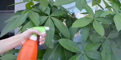 老人说，家养“8种树”，家中就会富，不是迷信，真的是作用很大 - 图画吧TUHUABA