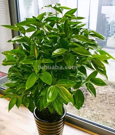 老人说，家养“8种树”，家中就会富，不是迷信，真的是作用很大 - 图画吧TUHUABA