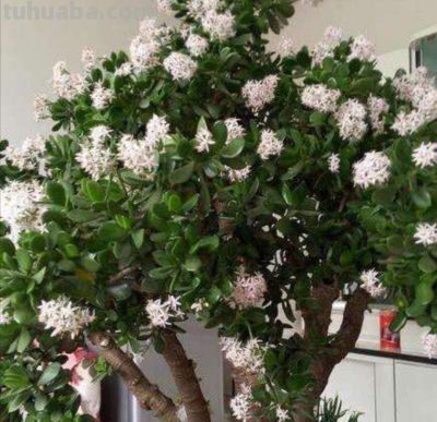 老人说，家养“8种树”，家中就会富，不是迷信，真的是作用很大 - 图画吧TUHUABA