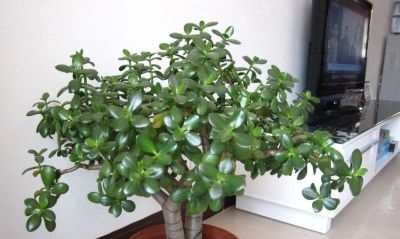 老人说，家养“8种树”，家中就会富，不是迷信，真的是作用很大 - 图画吧TUHUABA