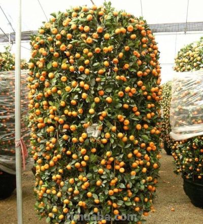 老人说，家养“8种树”，家中就会富，不是迷信，真的是作用很大 - 图画吧TUHUABA