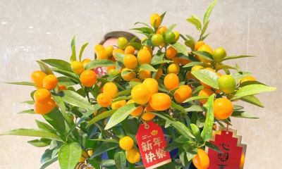 老人说，家养“8种树”，家中就会富，不是迷信，真的是作用很大 - 图画吧TUHUABA