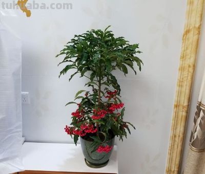 老人说，家养“8种树”，家中就会富，不是迷信，真的是作用很大 - 图画吧TUHUABA