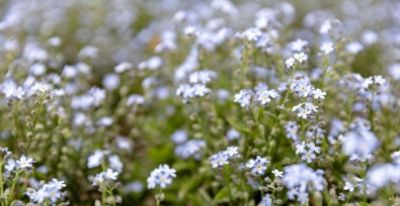 勿忘我：永恒的蓝花语，深情守候穿越时光，柔美绽放情无尽。 - 今日头条