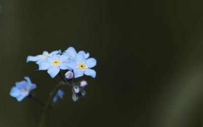 勿忘我：永恒的蓝花语，深情守候穿越时光，柔美绽放情无尽。 - 图画吧TUHUABA