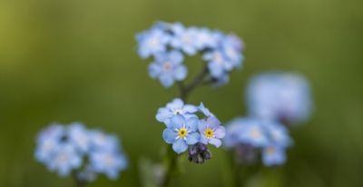 勿忘我：永恒的蓝花语，深情守候穿越时光，柔美绽放情无尽。 - 图画吧TUHUABA