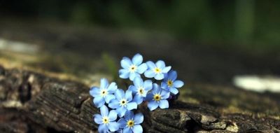 勿忘我：永恒的蓝花语，深情守候穿越时光，柔美绽放情无尽。 - 图画吧TUHUABA