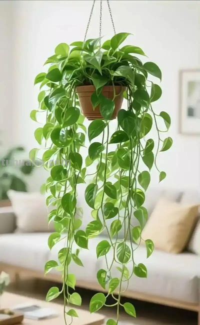 绿萝黄叶落叶别慌!找准原因一招救 - 今日头条 绿萝黄叶落叶别慌!找准原因一招救 - 图画吧TUHUABA