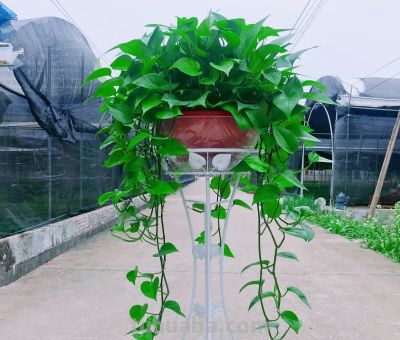 绿萝黄叶落叶别慌!找准原因一招救 - 今日头条 绿萝黄叶落叶别慌!找准原因一招救 - 图画吧TUHUABA