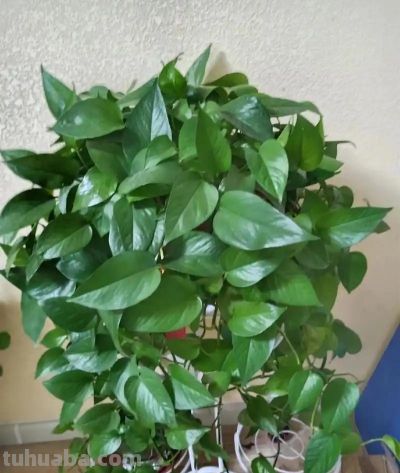 绿萝黄叶落叶别慌!找准原因一招救 - 今日头条 绿萝黄叶落叶别慌!找准原因一招救 - 图画吧TUHUABA