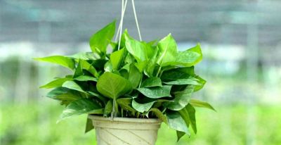 生命之花——绿萝 - 今日头条