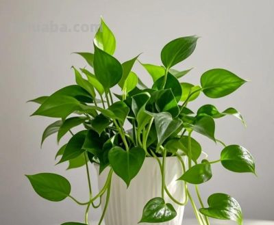 生命之花——绿萝 - 图画吧TUHUABA