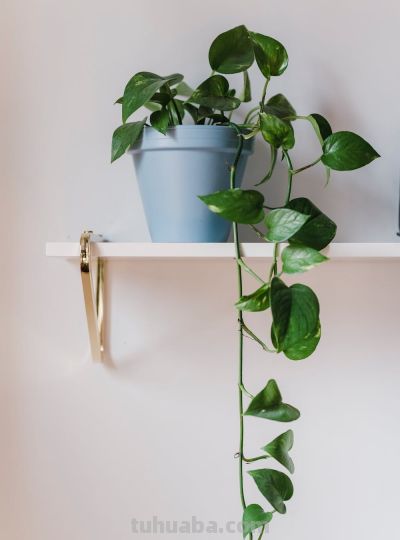 生命之花——绿萝 - 图画吧TUHUABA