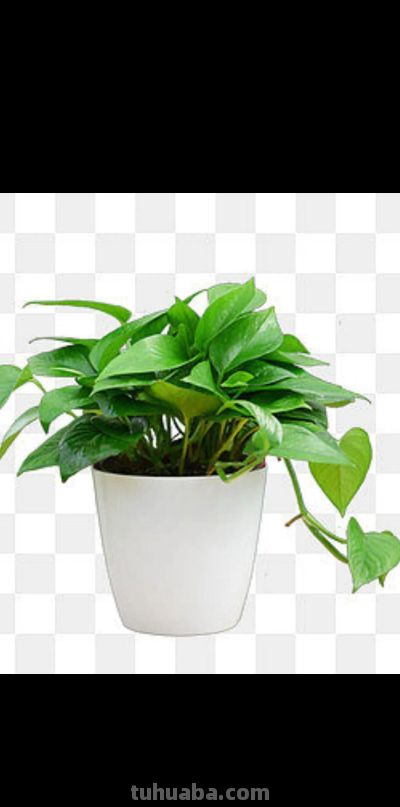 我家的“常青卫士”绿萝 - 今日头条 我家的“常青卫士”绿萝 - 图画吧TUHUABA