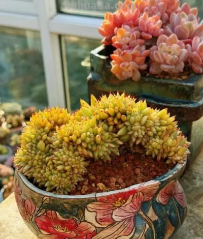 养多肉，露养，室内养的区别在哪？云南花友心里最清楚！ - 图画吧TUHUABA