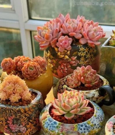 养多肉，露养，室内养的区别在哪？云南花友心里最清楚！ - 图画吧TUHUABA