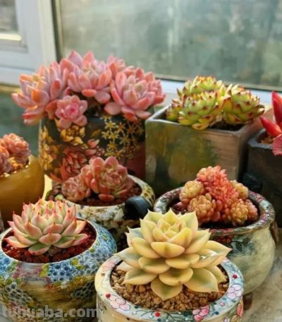 养多肉，露养，室内养的区别在哪？云南花友心里最清楚！ - 图画吧TUHUABA