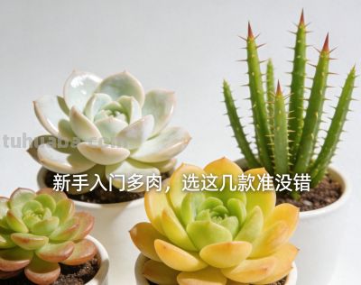 2026新手多肉闭眼入清单！8款零失败品种，南阳台北阳台都能养爆 - 今日头条