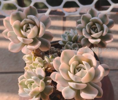 盘点我的锦类多肉，都是养过非常皮实的种类，也不是个个度夏无忧 - 图画吧TUHUABA