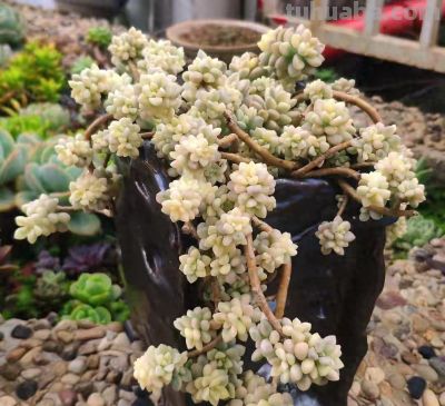 盘点我的锦类多肉，都是养过非常皮实的种类，也不是个个度夏无忧 - 今日头条