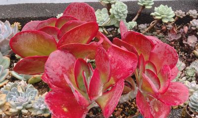 盘点我的锦类多肉，都是养过非常皮实的种类，也不是个个度夏无忧 - 图画吧TUHUABA