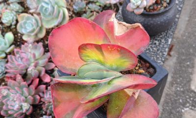 盘点我的锦类多肉，都是养过非常皮实的种类，也不是个个度夏无忧 - 图画吧TUHUABA