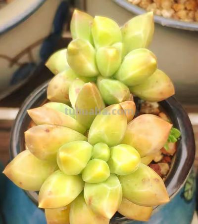 盘点我的锦类多肉，都是养过非常皮实的种类，也不是个个度夏无忧 - 图画吧TUHUABA