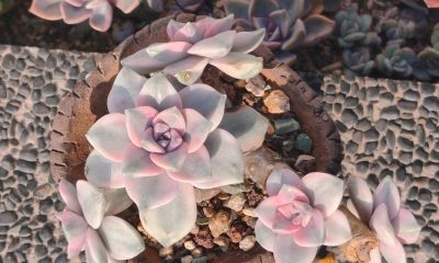 盘点我的锦类多肉，都是养过非常皮实的种类，也不是个个度夏无忧 - 图画吧TUHUABA