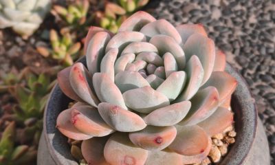 盘点我的锦类多肉，都是养过非常皮实的种类，也不是个个度夏无忧 - 图画吧TUHUABA