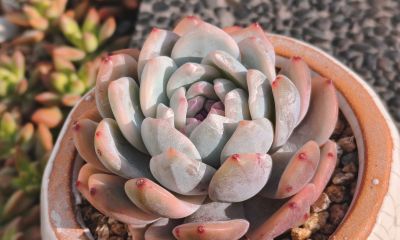 盘点我的锦类多肉，都是养过非常皮实的种类，也不是个个度夏无忧 - 图画吧TUHUABA