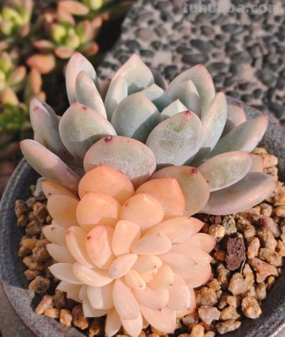 盘点我的锦类多肉，都是养过非常皮实的种类，也不是个个度夏无忧 - 图画吧TUHUABA