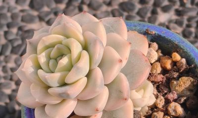 盘点我的锦类多肉，都是养过非常皮实的种类，也不是个个度夏无忧 - 图画吧TUHUABA