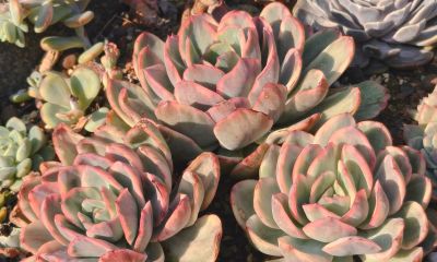 盘点我的锦类多肉，都是养过非常皮实的种类，也不是个个度夏无忧 - 图画吧TUHUABA