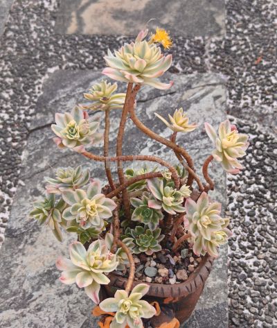 盘点我的锦类多肉，都是养过非常皮实的种类，也不是个个度夏无忧 - 图画吧TUHUABA