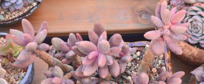 美人系的多肉大多都皮实好养，入手很上头，根本停不下来 - 图画吧TUHUABA