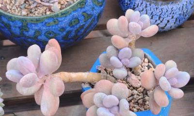 美人系的多肉大多都皮实好养，入手很上头，根本停不下来 - 图画吧TUHUABA