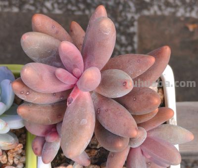 美人系的多肉大多都皮实好养，入手很上头，根本停不下来 - 图画吧TUHUABA