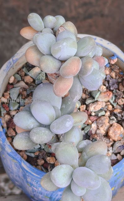 美人系的多肉大多都皮实好养，入手很上头，根本停不下来 - 图画吧TUHUABA