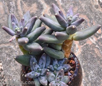 美人系的多肉大多都皮实好养，入手很上头，根本停不下来 - 图画吧TUHUABA