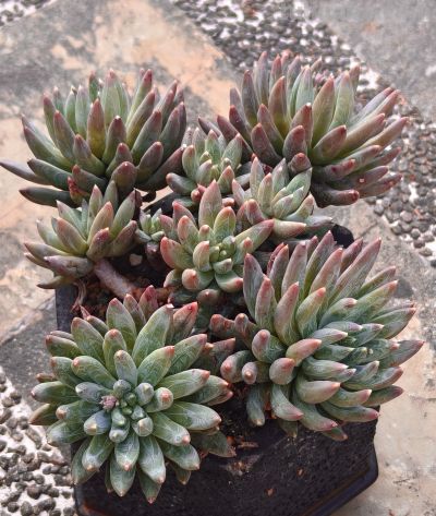 美人系的多肉大多都皮实好养，入手很上头，根本停不下来 - 图画吧TUHUABA