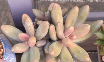 美人系的多肉大多都皮实好养，入手很上头，根本停不下来 - 图画吧TUHUABA