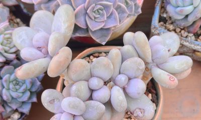 美人系的多肉大多都皮实好养，入手很上头，根本停不下来 - 图画吧TUHUABA