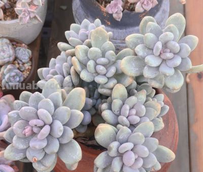 美人系的多肉大多都皮实好养，入手很上头，根本停不下来 - 图画吧TUHUABA