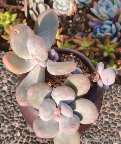 美人系的多肉大多都皮实好养，入手很上头，根本停不下来 - 图画吧TUHUABA