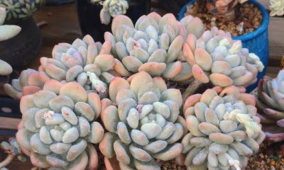 美人系的多肉大多都皮实好养，入手很上头，根本停不下来 - 图画吧TUHUABA