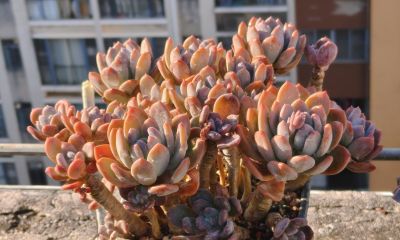 美人系的多肉大多都皮实好养，入手很上头，根本停不下来 - 图画吧TUHUABA